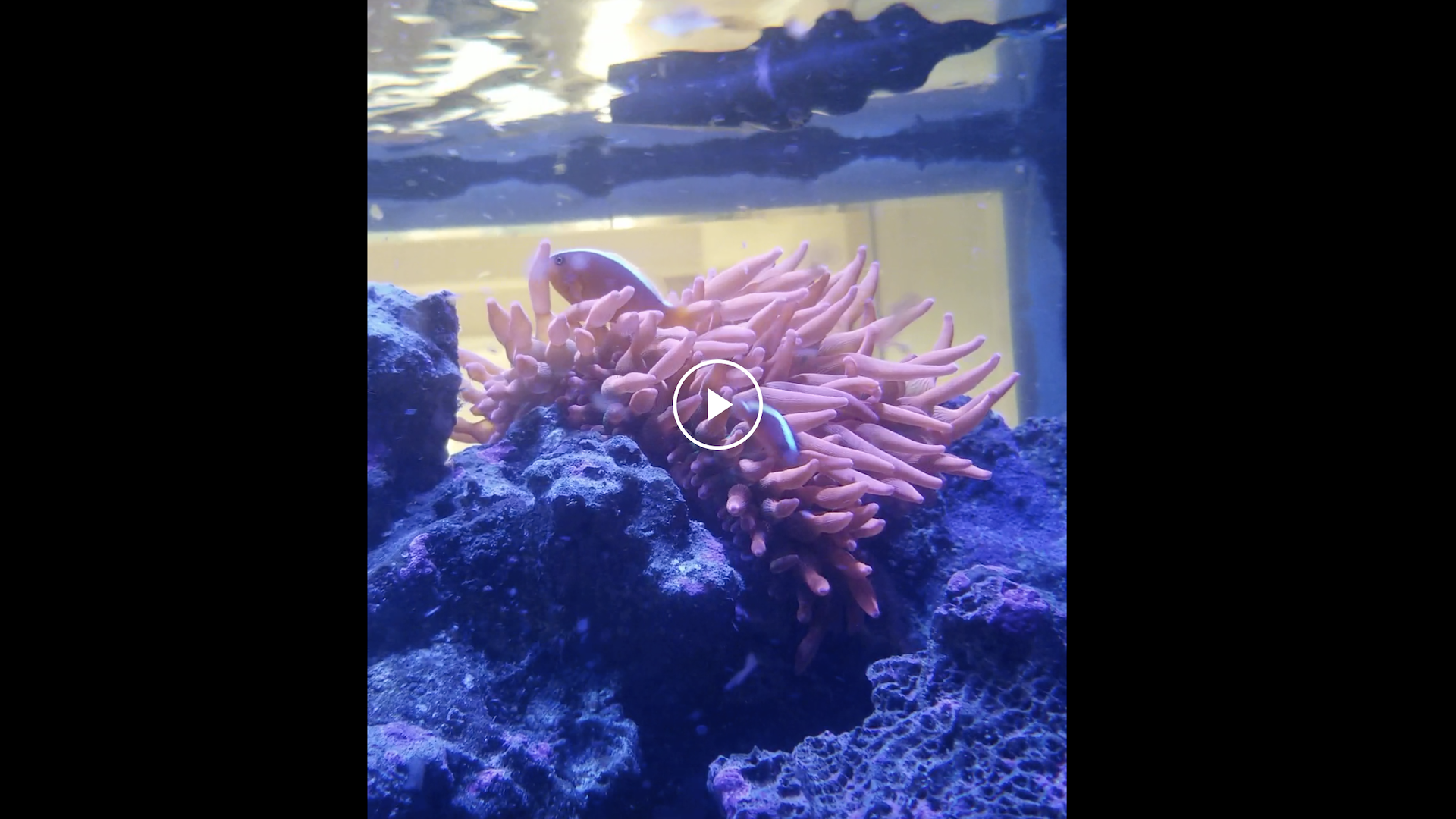 A video showing an aquarium scene featuring a pink sea anemone and two clownfish nestled within its tentacles, surrounded by blue and purple rocks.